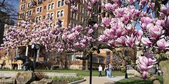 Pitt's William Pitt Union behind spring magnolia blooms