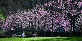 students sit outside to study amid pink blossoming trees on sunny spring day on campus