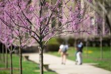 Flowers blooming on campus